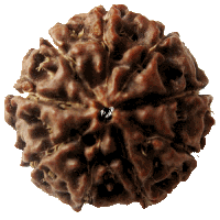 9 mukhi Rudraksha